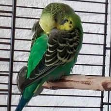 Op ontdekkingsreis naar mezelf, (voorjaars)moeheid