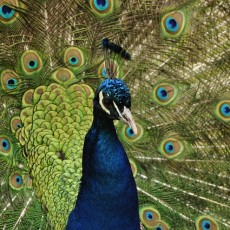 Over Leven: vertrouwen, ambitie, trots en verschil maken!