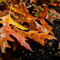 Vallende blaadjes Vallende blaadjes