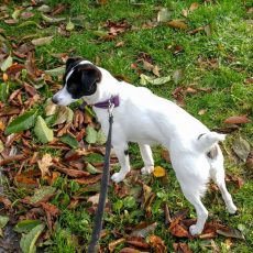 Een blaffende Tikkel bijt niet (5)