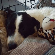 Als zij eens kon praten.. (4)