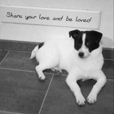 Het jaar van Tikkel (9)