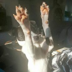 Tikkel is een circushond (6)