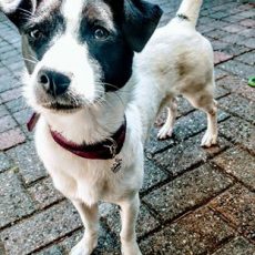 Prinses op de erwt (7)