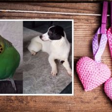 Gerrit en Tikkel (12)