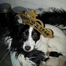 Een bibberend hoopje Tikkel (10)