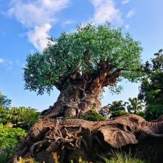 Animal Kingdom. Reisblog Florida 07 (3 juli 2018)