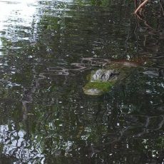 Everglades, see you later alligator Reisblog Florida 04 (28 juni 2018)