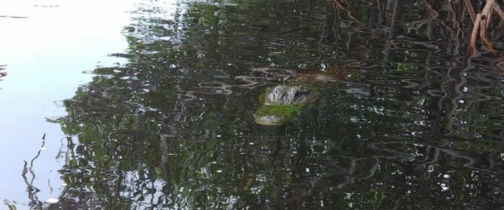 Everglades, see you later alligator Reisblog Florida 04 (28 juni 2018)