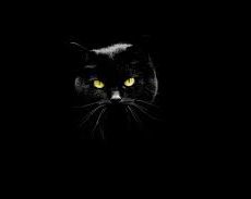 Als de zwarte kat je pad kruist