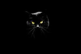 Als de zwarte kat je pad kruist